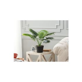 Madame Coco Plaquela Saksılı Çiçek