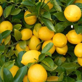 Malatya Yöresi 1 Adet Limon Fidanı