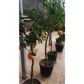 Malatya Yöresi 1 Adet Limon Fidanı