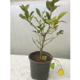 Malatya Yöresi 1 Adet Limon Fidanı