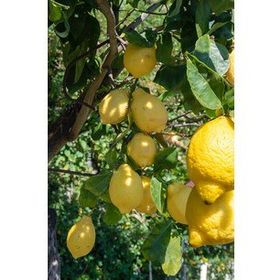 Malatya Yöresi 1 Adet Limon Fidanı