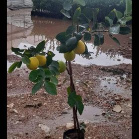 Malatya Yöresi 1 Adet Limon Fidanı