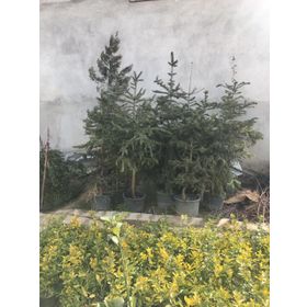 Malatya Yöresi Çam Fidanı