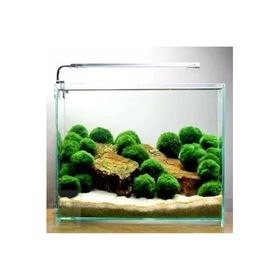 Marimo Moss Ball 2-3 cm Yosun Topu Canlı Bitki