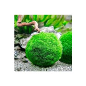 Marimo Moss Ball 2-3 cm Yosun Topu Canlı Bitki