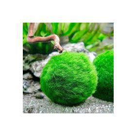 Marimo Moss Ball 2-3 cm Yosun Topu Canlı Bitki