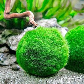 Marimo Moss Ball 2-3 cm Yosun Topu Canlı Bitki
