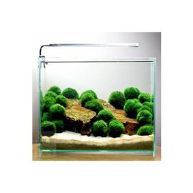 Marimo Moss Ball 2-3 cm Yosun Topu Canlı Bitki