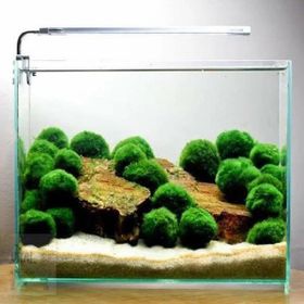 Marimo Moss Ball 3-4 cm 50 Adet Canlı Bitki