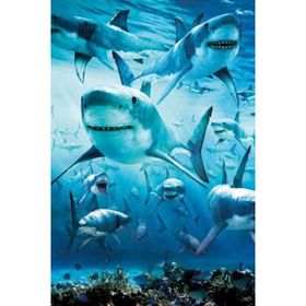 Maxi Shark Poster