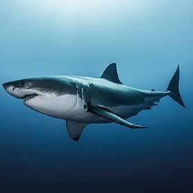 Maxi Shark Poster