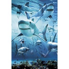 Maxi Shark Poster