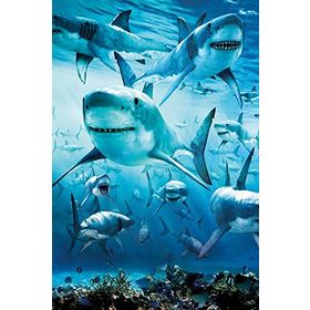 Maxi Shark Poster