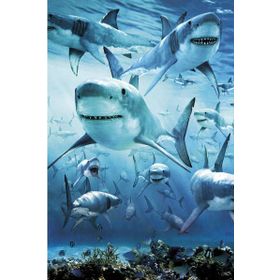 Maxi Shark Poster