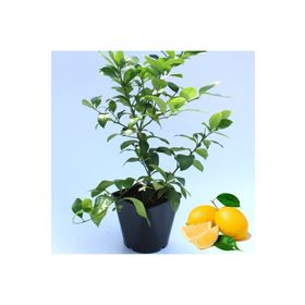 Mayer Limon Fidanı