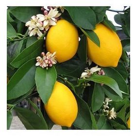 Mayer Limon Fidanı