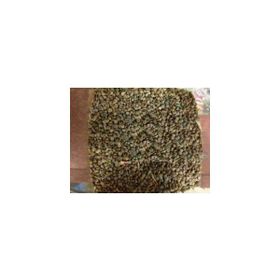 Memişoğlu Baharat 250 gr Ispanak Tohumu