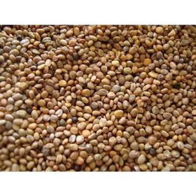 Memişoğlu Baharat 250 gr Roka Tohumu