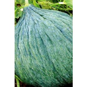 Miracle 10 gr Sulu Hasanbey Kavun Tohumu