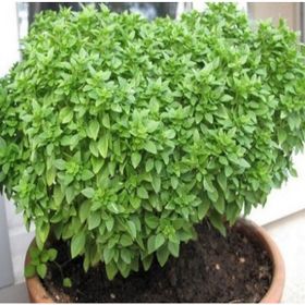 Miracle 100 gr Top Fesleğen Tohumu