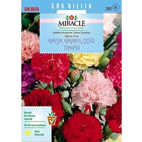 Miracle 190 Adet Chabaud Mixed Karışık Renkli Karanfil Çiçeği Tohumu