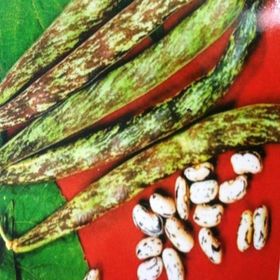 Miracle 20 Adet Çilli Kız Fasulye Tohumu