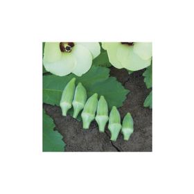 Miracle 25 gr Kısa Saplı Japon Bamyası Tohum