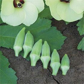 Miracle 25 gr Kısa Saplı Japon Bamyası Tohum