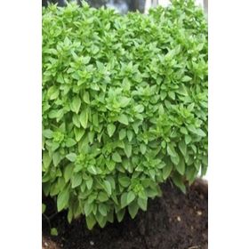 Miracle 250 Adet Top Fesleğen Tohumu