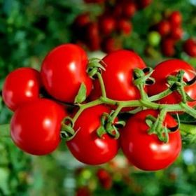Miracle 40 Tohum Çeri Pinpon Domates Tohumu