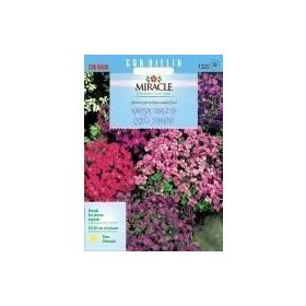 Miracle 400 Tohum Rock Cress Aubrieta Karışık Renkli Obrizya Çiçeği Tohumu