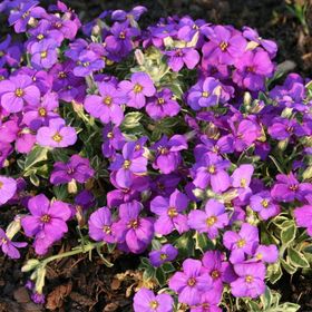 Miracle 400 Tohum Rock Cress Aubrieta Karışık Renkli Obrizya Çiçeği Tohumu