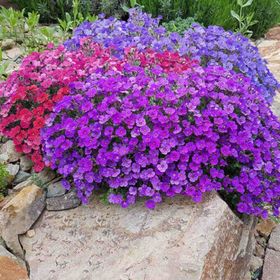 Miracle 400 Tohum Rock Cress Aubrieta Karışık Renkli Obrizya Çiçeği Tohumu