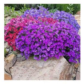 Miracle 400 Tohum Rock Cress Aubrieta Karışık Renkli Obrizya Çiçeği Tohumu