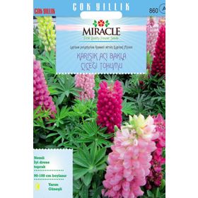 Miracle 42 Tohum Russell Strain Karışık Renkli Acı Bakla Çiçeği Tohumu