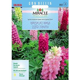 Miracle 42 Tohum Russell Strain Karışık Renkli Acı Bakla Çiçeği Tohumu