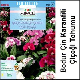 Miracle 450 Tohum Karışık Renkli Bodur Çin Karanfili Çiçeği