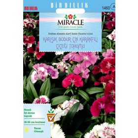 Miracle 450 Tohum Karışık Renkli Bodur Çin Karanfili Çiçeği