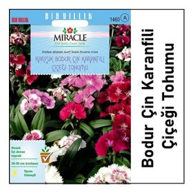 Miracle 450 Tohum Karışık Renkli Bodur Çin Karanfili Çiçeği