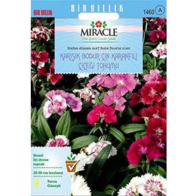 Miracle 450 Tohum Karışık Renkli Bodur Çin Karanfili Çiçeği
