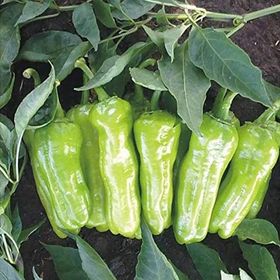 Miracle 5 gr Tatlı Köy Tipi Üç Burun Biber Tohumu