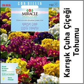 Miracle 50 Adet Karışık Renkli Onbir Ay Çuha Çiçeği Tohumu