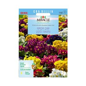 Miracle 50 Adet Karışık Renkli Onbir Ay Çuha Çiçeği Tohumu