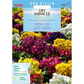 Miracle 50 Adet Karışık Renkli Onbir Ay Çuha Çiçeği Tohumu