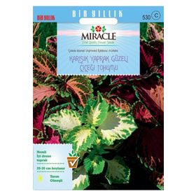 Miracle 700 Adet Karışık Renkli Kolyos Yaprak Güzeli Çiçeği Tohumu
