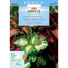 Miracle 700 Adet Karışık Renkli Kolyos Yaprak Güzeli Çiçeği Tohumu