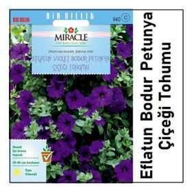 Miracle 800 Adet Eflatun Violet Bodur Petunya Çiçeği Tohumu