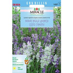 Miracle 95 Tohum Tohum Munstead Strain Bodur İngiliz Lavanta Çiçeği Tohumu