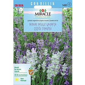 Miracle 95 Tohum Tohum Munstead Strain Bodur İngiliz Lavanta Çiçeği Tohumu