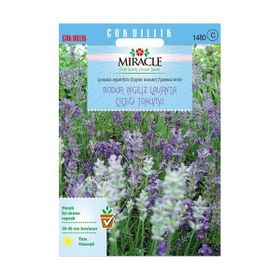 Miracle 95 Tohum Tohum Munstead Strain Bodur İngiliz Lavanta Çiçeği Tohumu